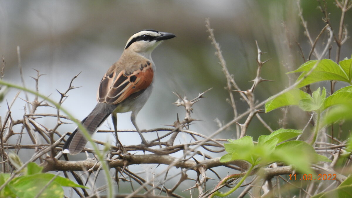 Black-Crowned Tchagra